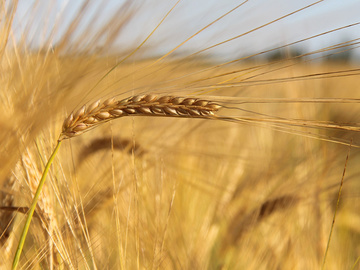 Правительство России продлило нулевую ставку вывозной пошлины на пшеницу 