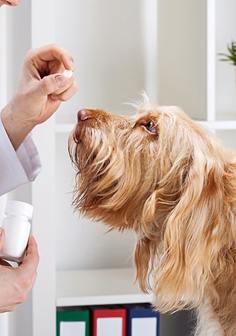 Сертификация ветеринарных препаратов